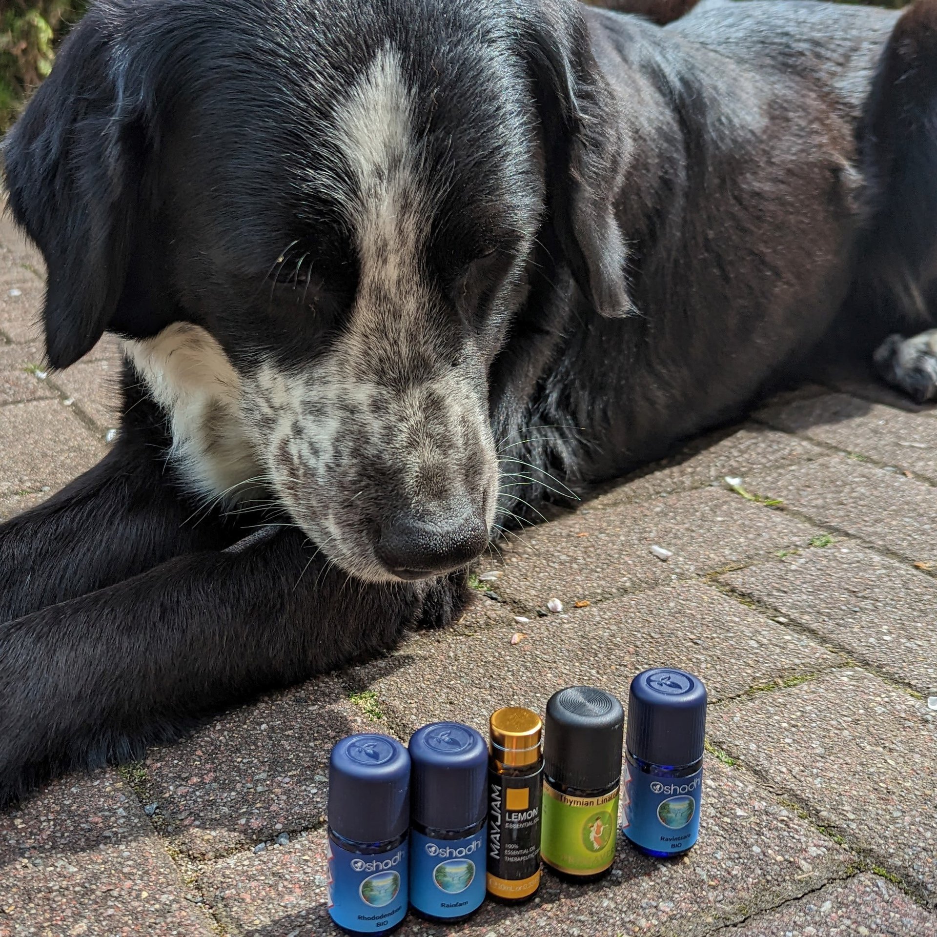 Aromatherapie am Hund in Pulsnitz und Radeberg