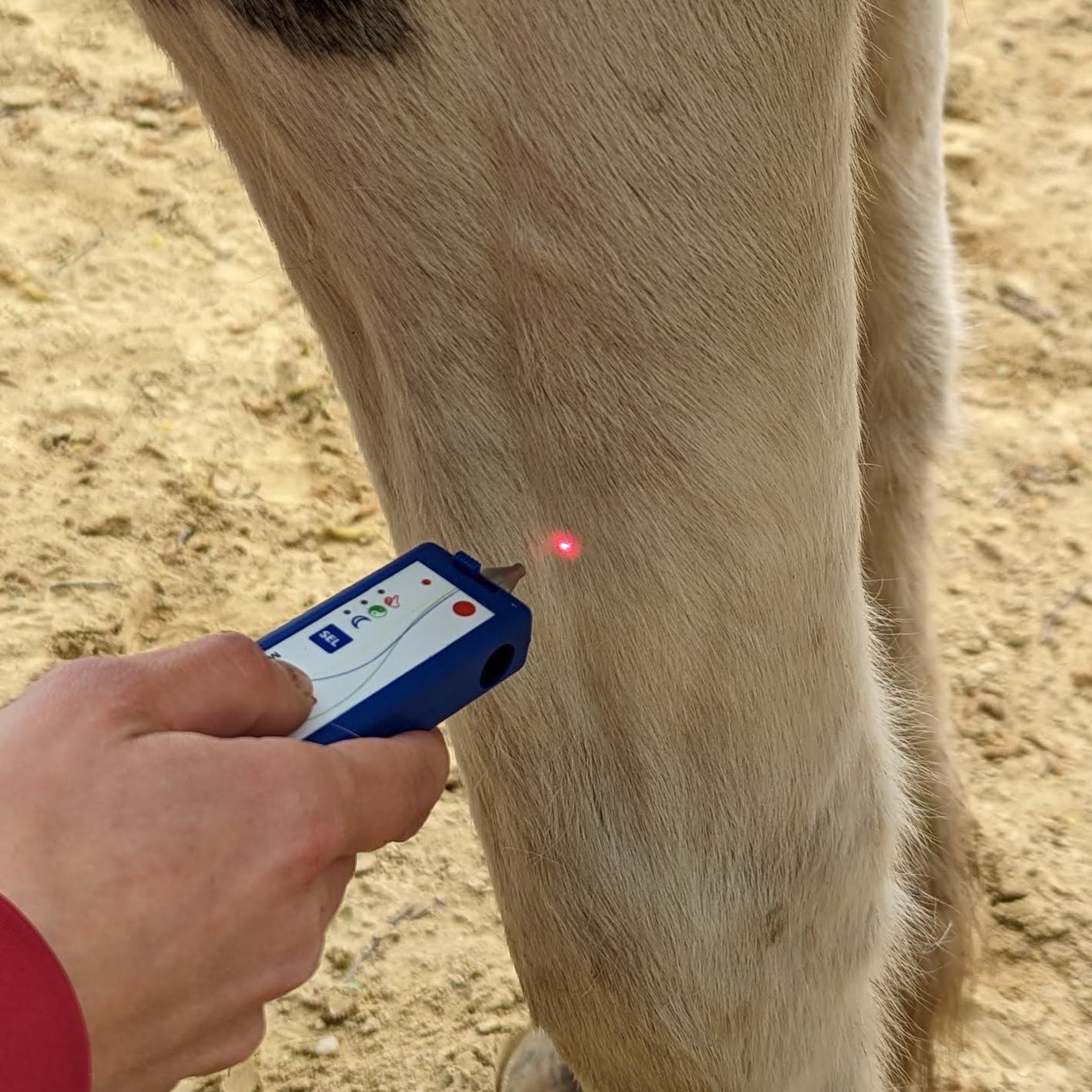 Laserakupunktur an Hund und Pferd