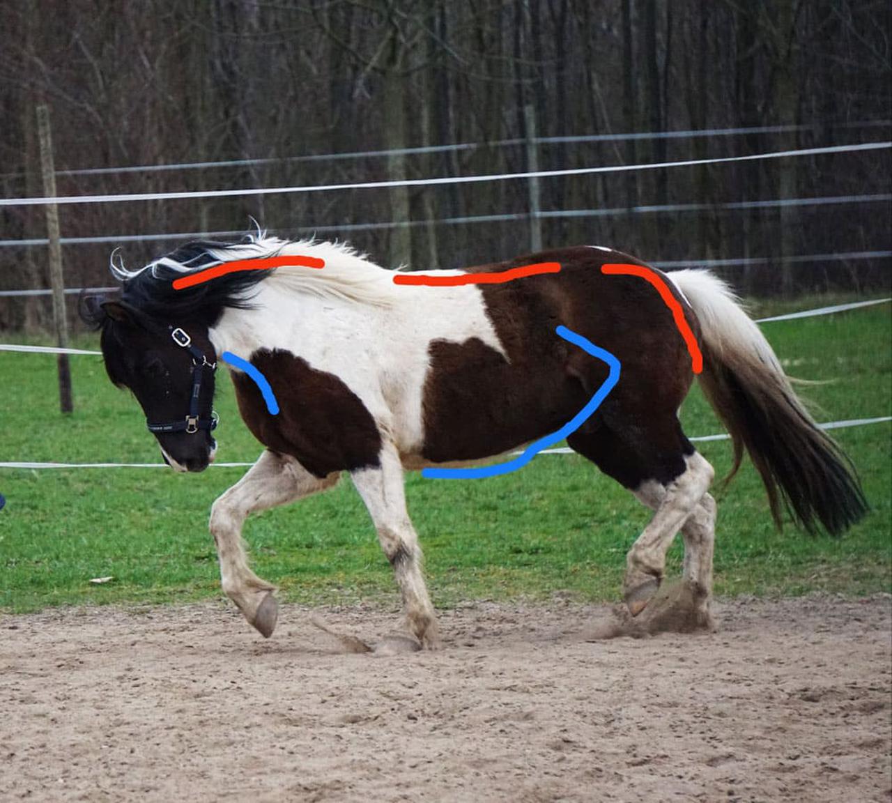 Bild von Pferd in Bewegung mit eingezeichneten dorsalen und ventralen Muskelketten